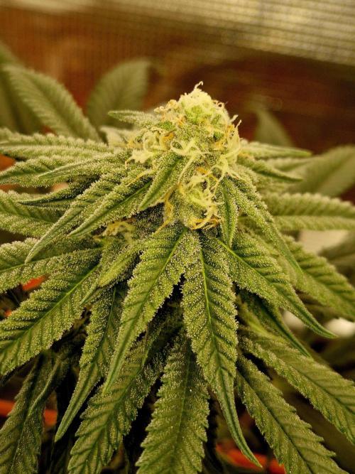 Cream Mandarine main lining. Week 13