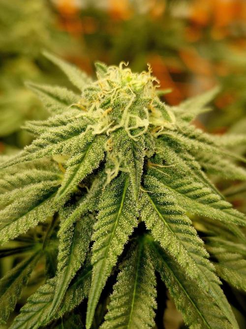 Cream Mandarine main lining. Week 13