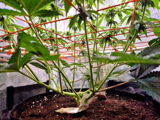 F026 - The Tropical Ice Cream One (USA). Week 10