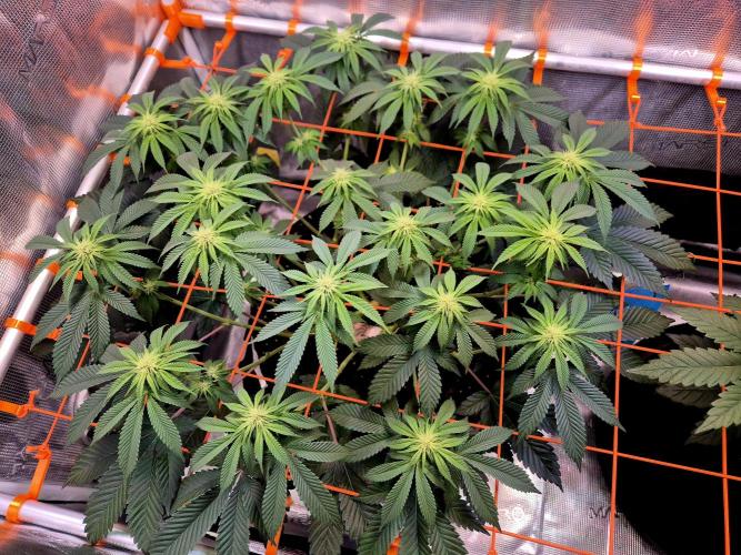 F026 - The Tropical Ice Cream One (USA). Week 10