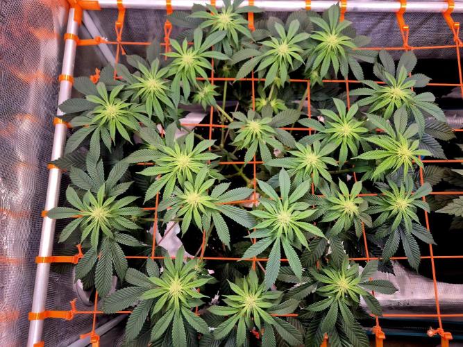 F026 - The Tropical Ice Cream One (USA). Week 10