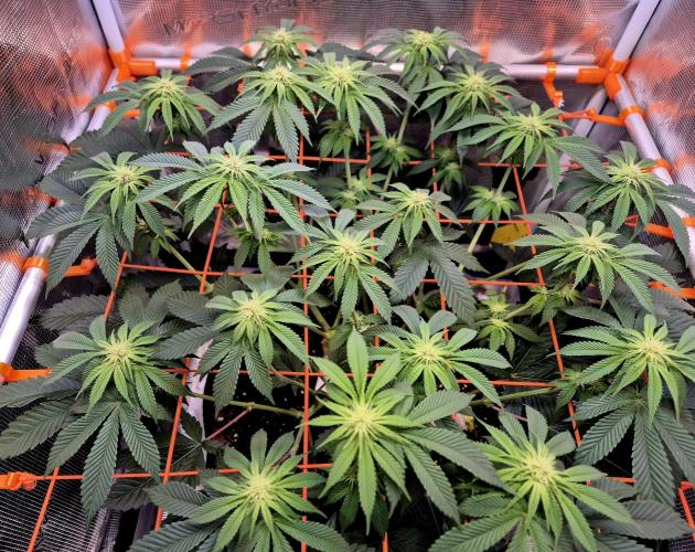 F026 - The Tropical Ice Cream One (USA). Week 10