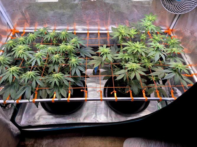 F026 - The Tropical Ice Cream One (USA). Week 10
