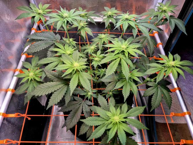 Rainbow Hitter. Week 10