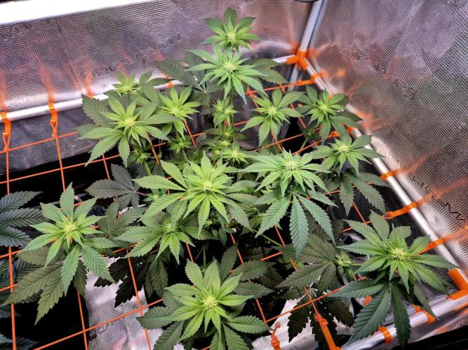 Rainbow Hitter. Week 10