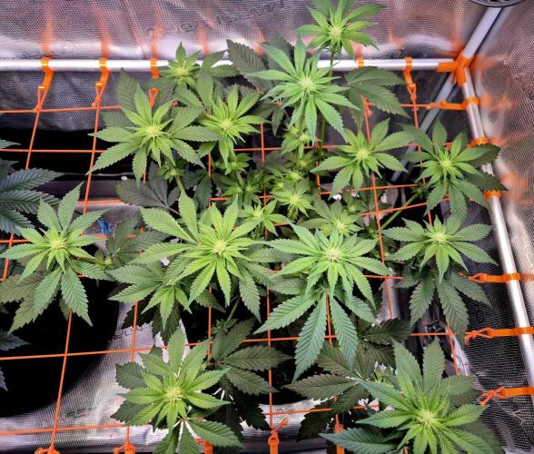 Rainbow Hitter. Week 10