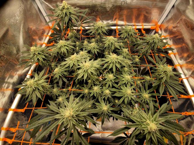 Cream Mandarine main lining. Week 13