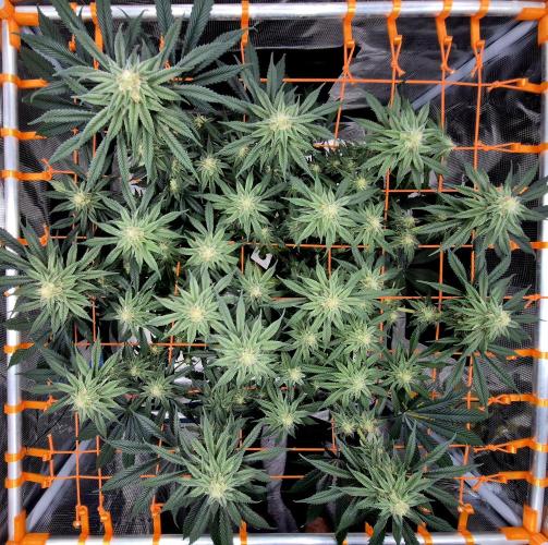 Cream Mandarine main lining. Week 13