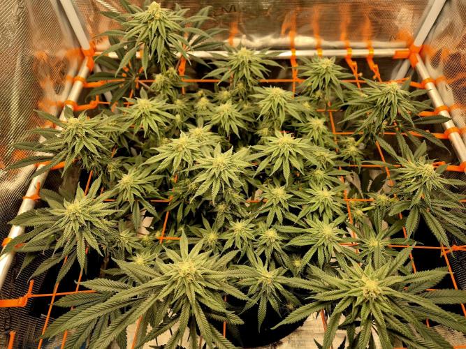 Cream Mandarine main lining. Week 13