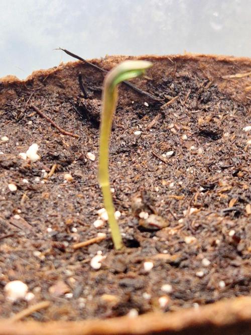 Papaya Stank (CCG) Sensible Seeds. Week 0
