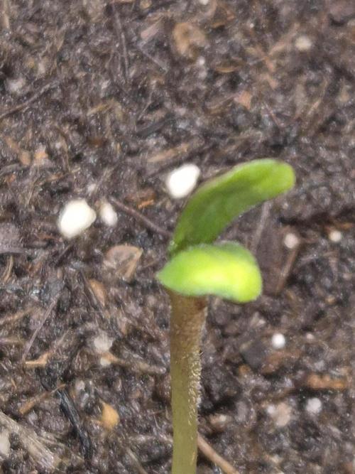 Papaya Stank (CCG) Sensible Seeds. Week 0