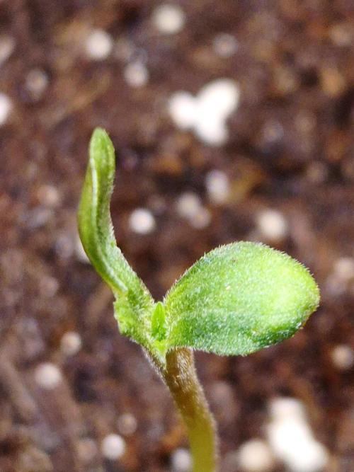 Papaya Stank (CCG) Sensible Seeds. Week 0