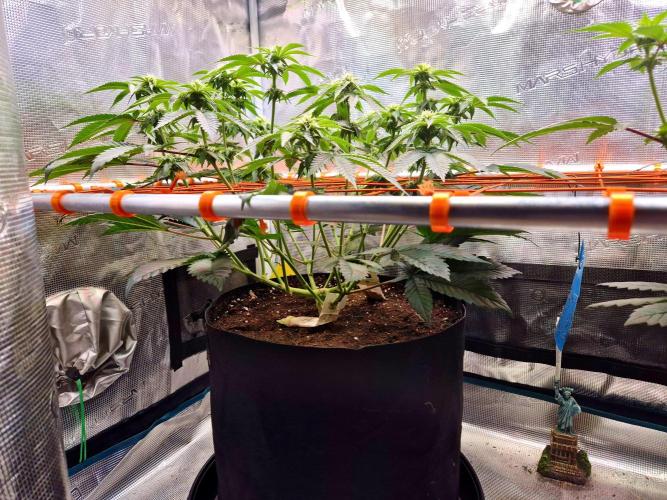 F026 - The Tropical Ice Cream One (USA). Week 10