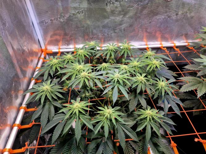 F026 - The Tropical Ice Cream One (USA). Week 10