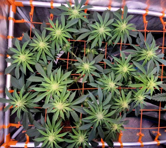 F026 - The Tropical Ice Cream One (USA). Week 10