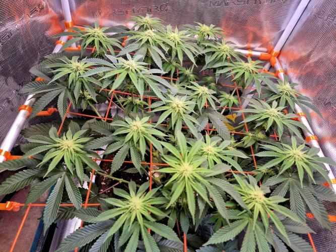 F026 - The Tropical Ice Cream One (USA). Week 10
