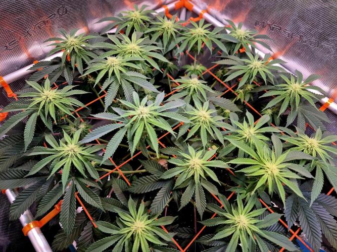 F026 - The Tropical Ice Cream One (USA). Week 10