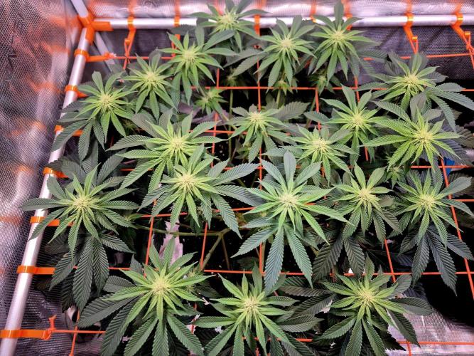 F026 - The Tropical Ice Cream One (USA). Week 10