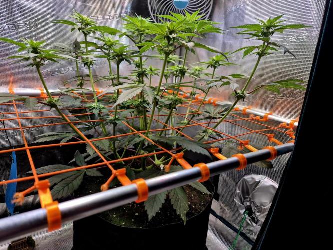Rainbow Hitter. Week 10