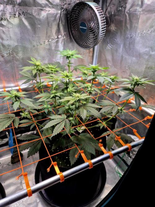 Rainbow Hitter. Week 10