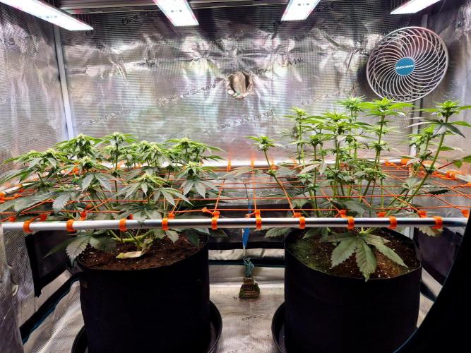 Rainbow Hitter. Week 10