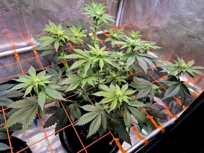 Rainbow Hitter. Week 10