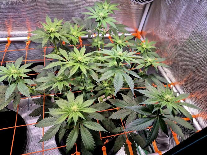 Rainbow Hitter. Week 10