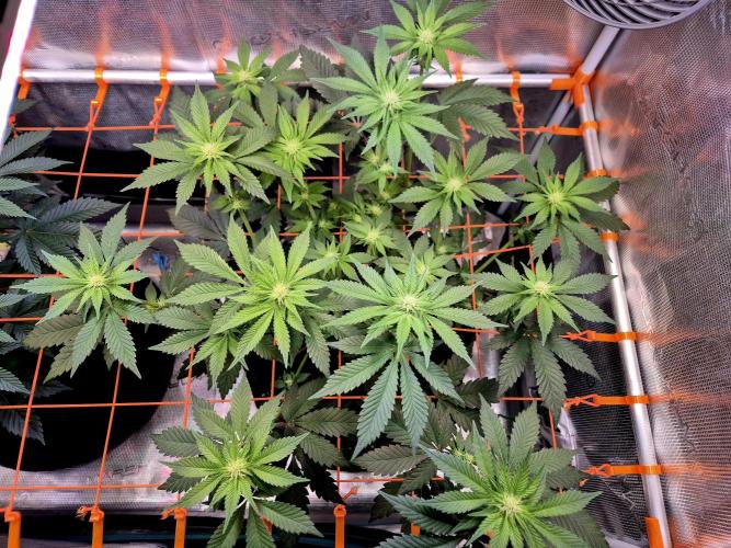 Rainbow Hitter. Week 10