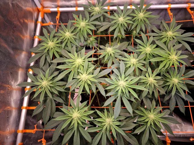 F026 - The Tropical Ice Cream One (USA). Week 10