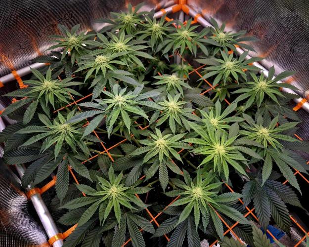 F026 - The Tropical Ice Cream One (USA). Week 10