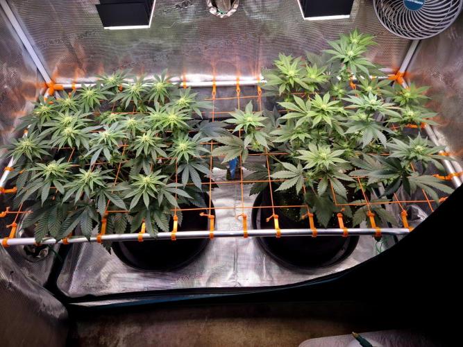 F026 - The Tropical Ice Cream One (USA). Week 10
