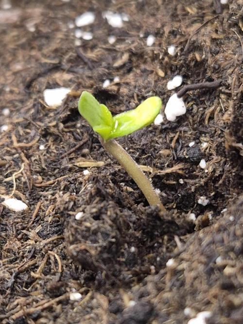 Papaya Stank (CCG) Sensible Seeds. Week 0 - Nummer 2