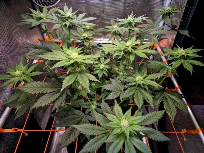 Rainbow Hitter. Week 10