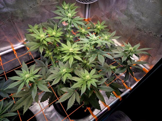 Rainbow Hitter. Week 10