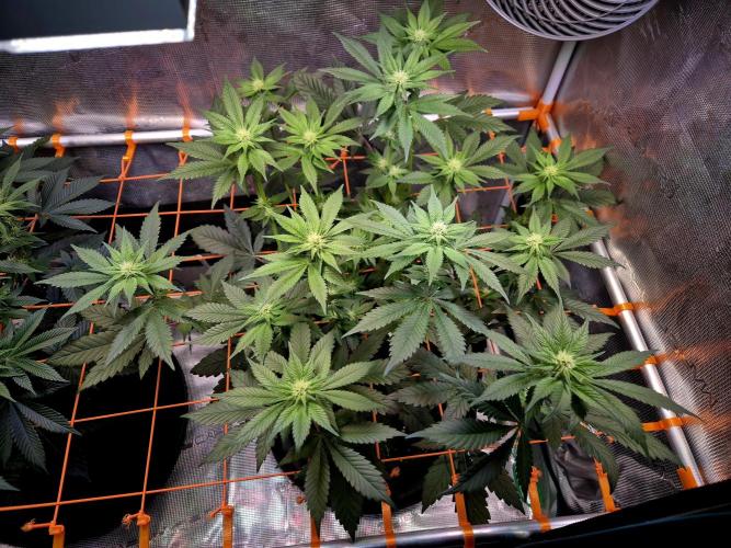 Rainbow Hitter. Week 10