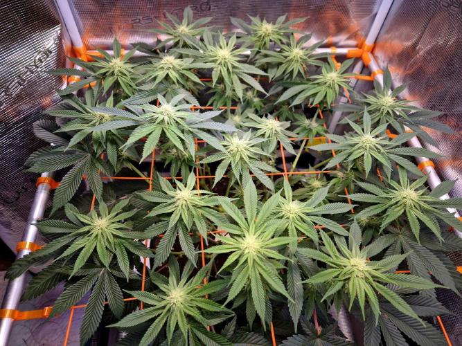 F026 - The Tropical Ice Cream One (USA). Week 10