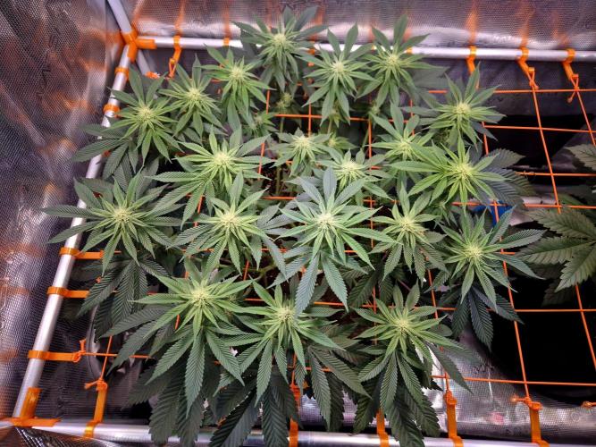 F026 - The Tropical Ice Cream One (USA). Week 10
