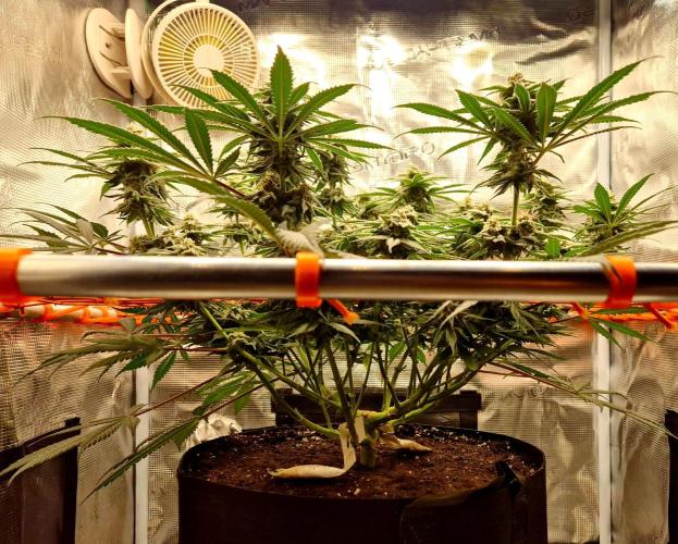 Cream Mandarine main lining. Week 14