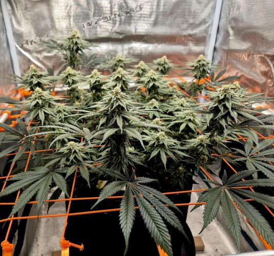 Cream Mandarine main lining. Week 14