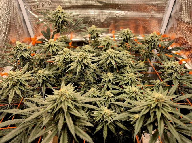 Cream Mandarine main lining. Week 14