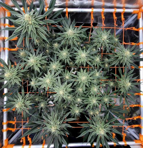Cream Mandarine main lining. Week 14