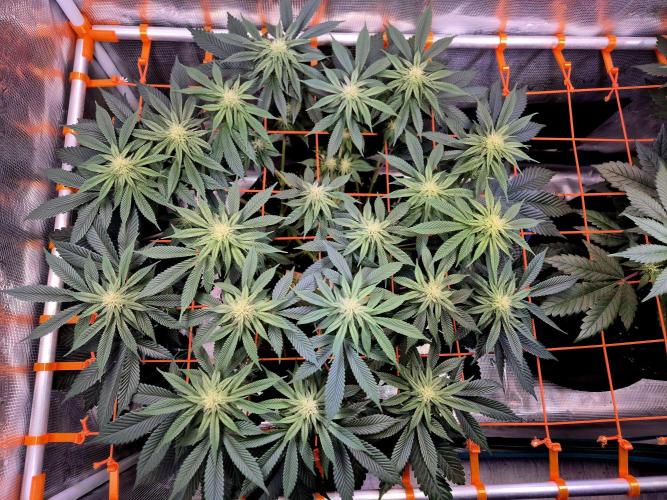 F026 - The Tropical Ice Cream One (USA). Week 10