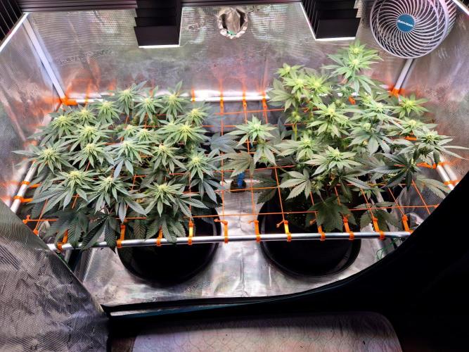Rainbow Hitter. Week 10