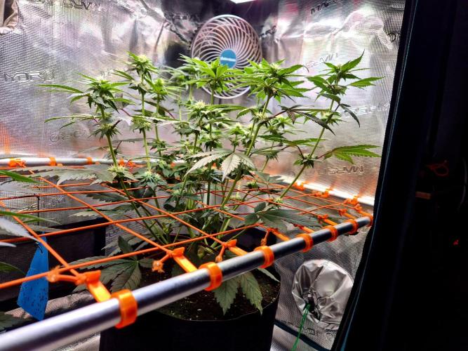 Rainbow Hitter. Week 10