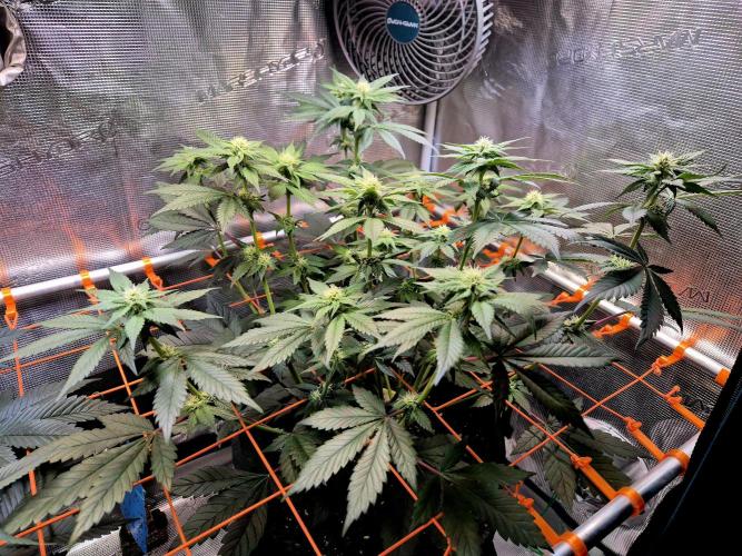Rainbow Hitter. Week 10