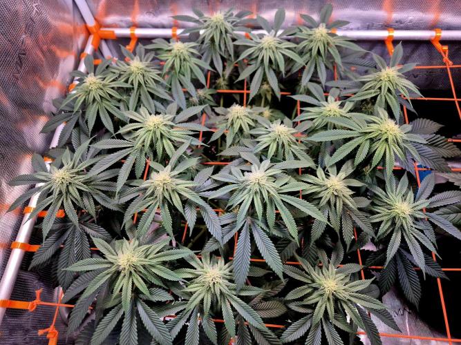 F026 - The Tropical Ice Cream One (USA). Week 10