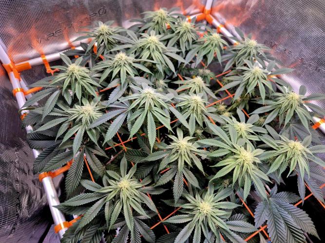 F026 - The Tropical Ice Cream One (USA). Week 10