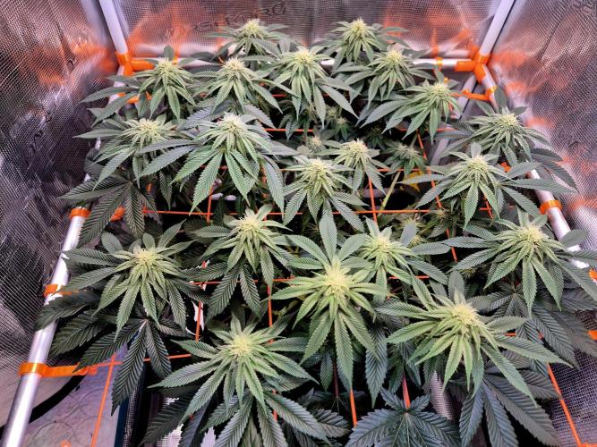 F026 - The Tropical Ice Cream One (USA). Week 10