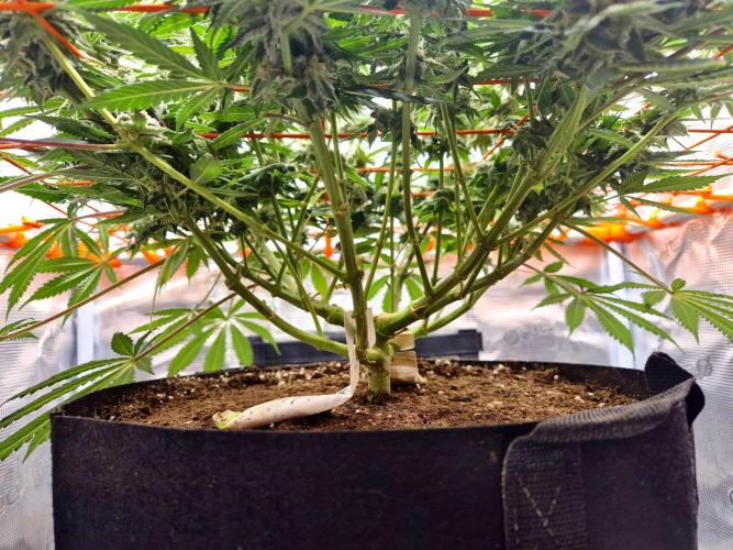 Cream Mandarine main lining. Week 14