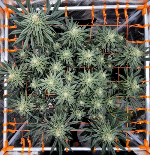 Cream Mandarine main lining. Week 14